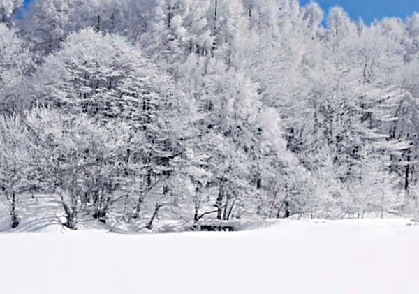 中國最北端 白色雪世界