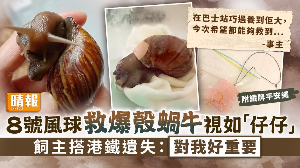 愛寵蝸牛︳8號風球救爆殼蝸牛視如「仔仔」 飼主搭港鐵遺失：對我好重要 