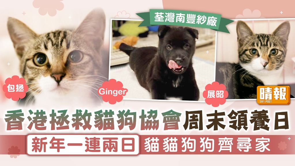 領養代替購買︳香港拯救貓狗協會周末領養日 新年一連兩日貓貓狗狗齊尋家