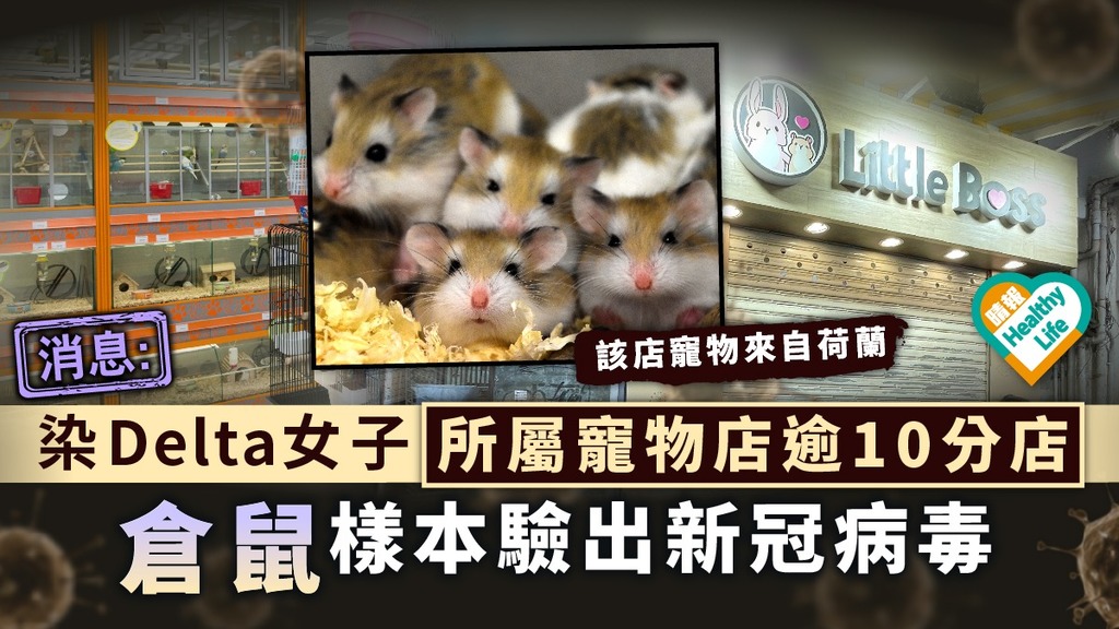 新冠肺炎·消息︳染Delta女子所屬寵物店逾10分店 倉鼠樣本驗出新冠病毒