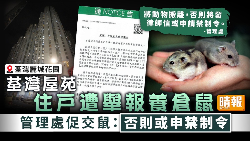 私樓滅鼠 ︳荃灣屋苑住戶養倉鼠遭舉報 管理處促交鼠：或申請禁制令