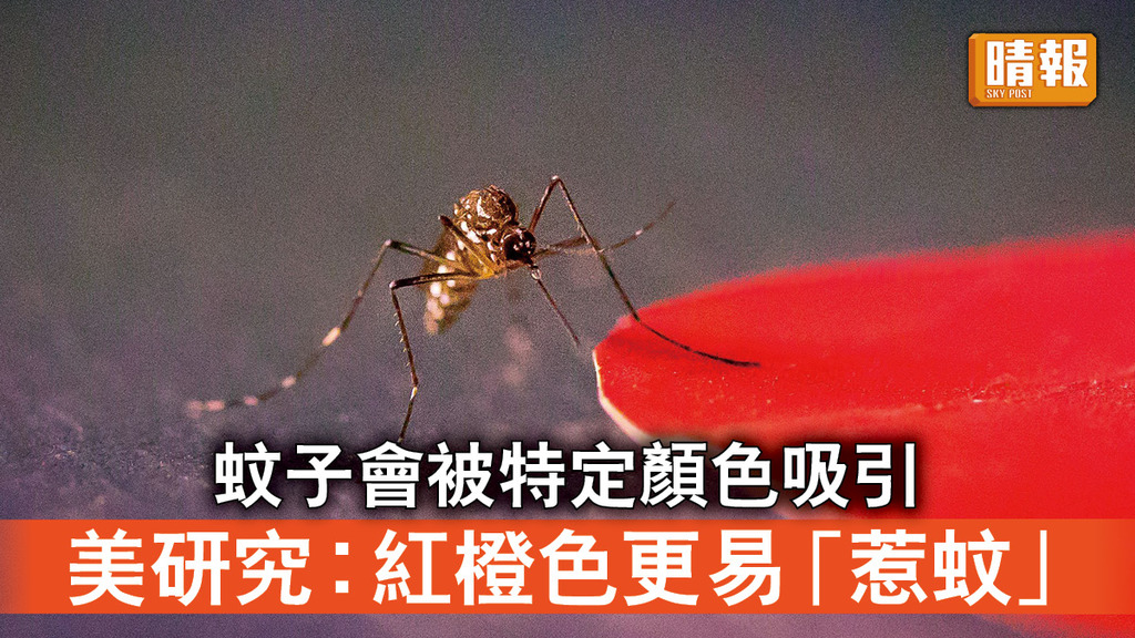 防蚊需知｜蚊子會被特定顏色吸引 美研究︰紅橙色更易「惹蚊」