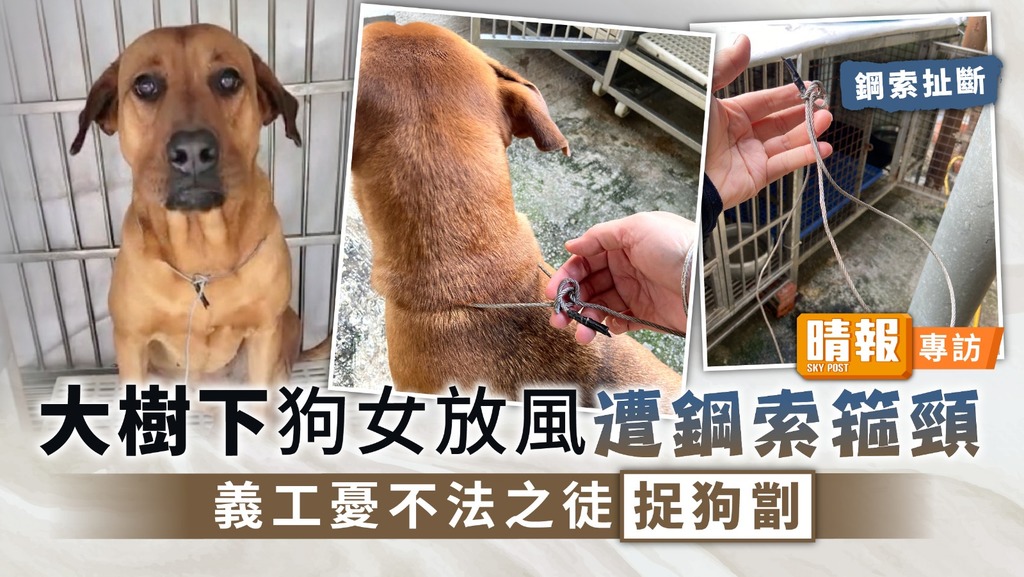 捉狗狂徒 ︳大樹下狗女放風遭鋼索箍頸 義工憂不法之徒捉狗劏