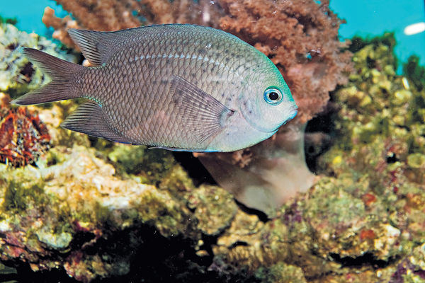 進化速度快魚類 應對海洋酸化更佳