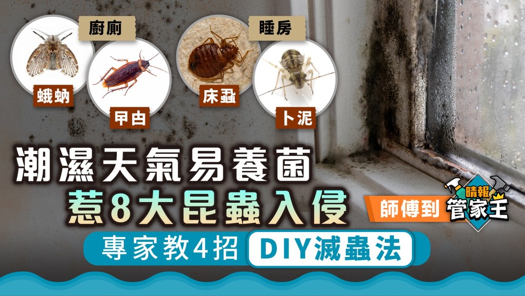 家居昆蟲 ︳潮濕天氣易養菌惹8大昆蟲入侵 專家教4招DIY滅蟲法