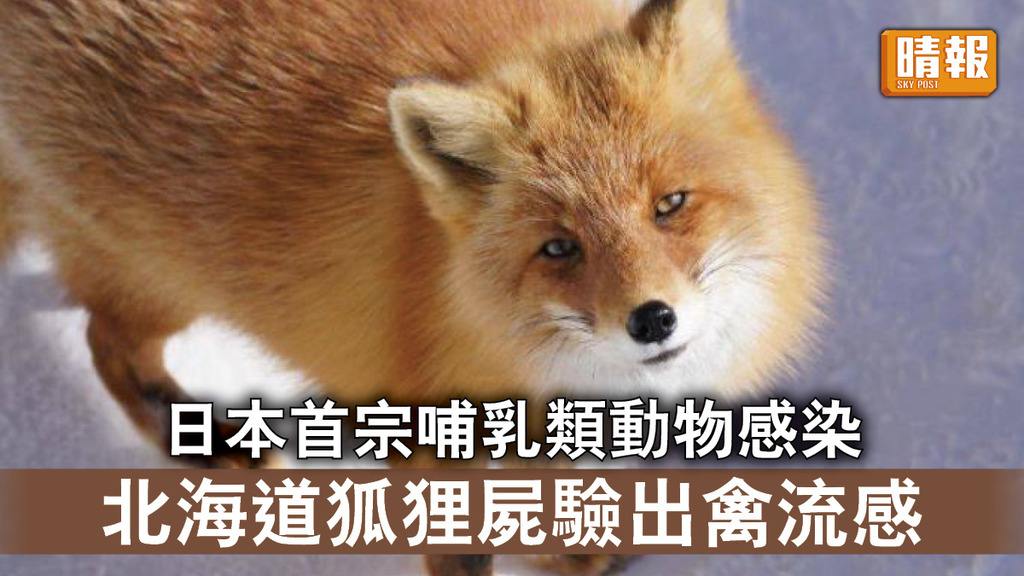 禽流感｜日本首宗哺乳類動物感染  北海道狐狸屍驗出禽流感 
