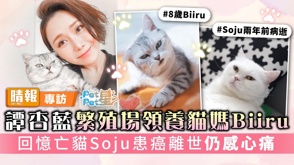 Pet Pet星丨譚杏藍繁殖場領養貓媽Biiru 回憶亡貓Soju患癌離世仍感心痛