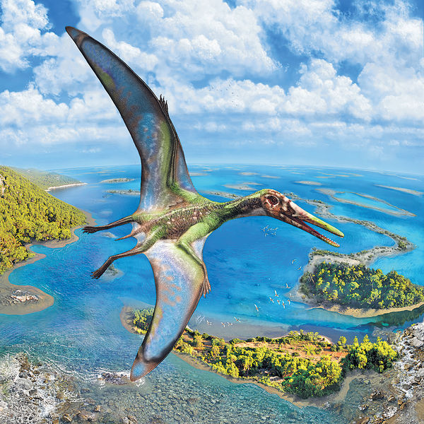 中大揭小型翼龍 1.5億年前可水面起飛原理