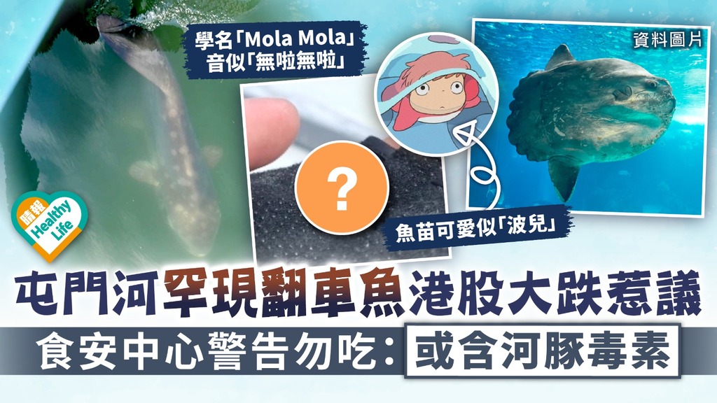 Mola Mola︳屯門河罕現翻車魚港股大跌惹議 食安中心警告勿吃：或含河豚毒素 