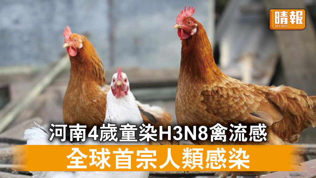 H3N8禽流感｜河南4歲童染H3N8禽流感 全球首宗人類感染