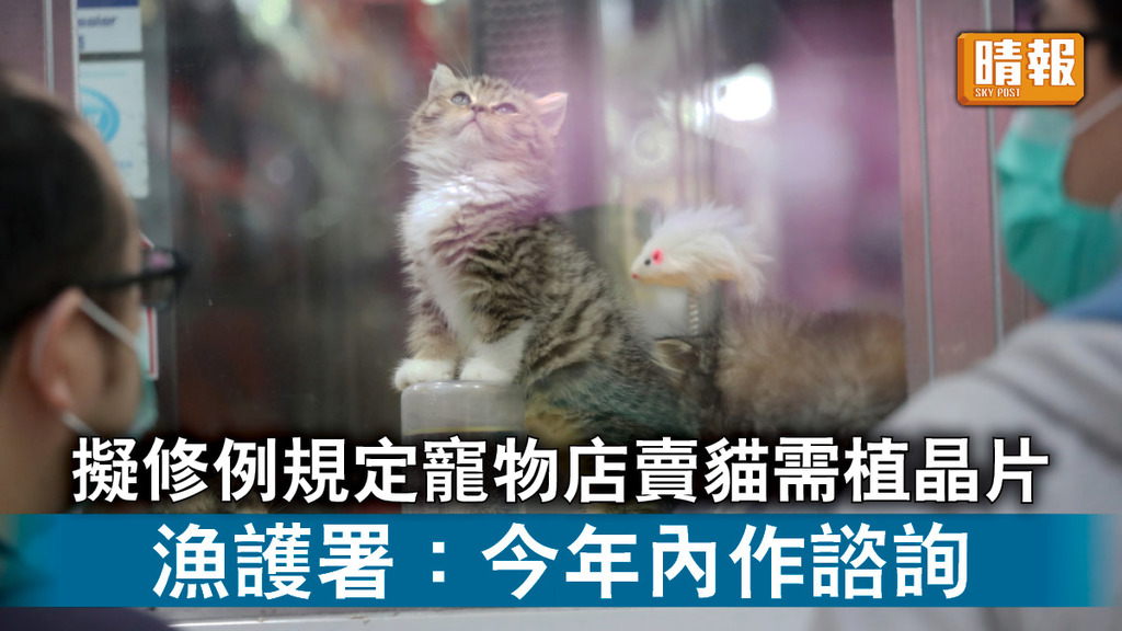 動物權益｜擬修例規定寵物店賣貓需植晶片 漁護署：今年內作諮詢