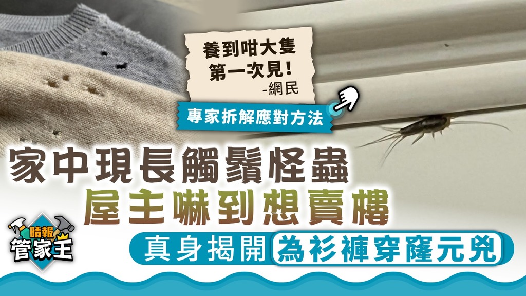 管家王 ︳家中現長觸鬚怪蟲屋主嚇怕欲賣樓 真身揭開為衫褲穿窿元兇【附4大防治法】