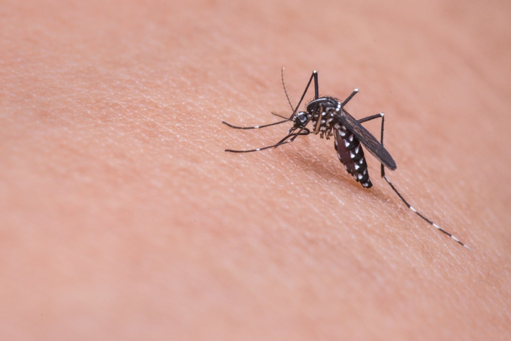 25年蚊子專家總結6惹蚊特徵 3大有效防蚊止痕方法／勿用指甲按壓止癢