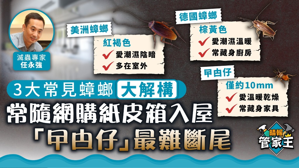 管家王 ︳3大香港常見蟑螂大解構 滅蟲專家：「曱甴仔」最難斷尾