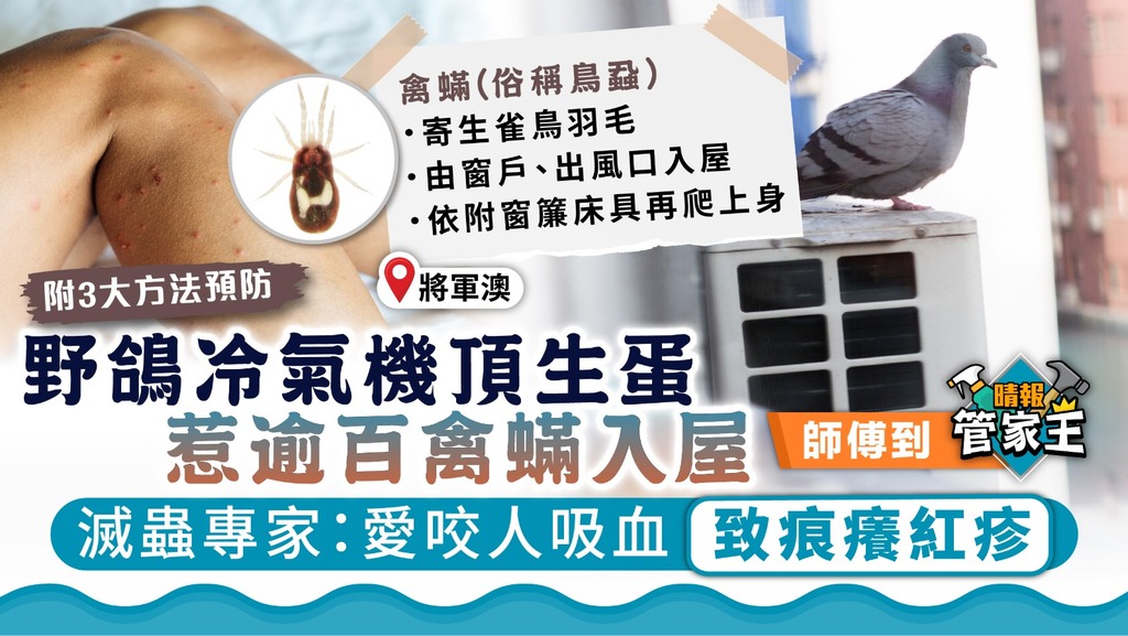 管家王︳野鴿冷氣機頂生蛋惹逾百禽蟎入屋 滅蟲專家：愛咬人吸血致痕癢紅疹【附3大方法預防】