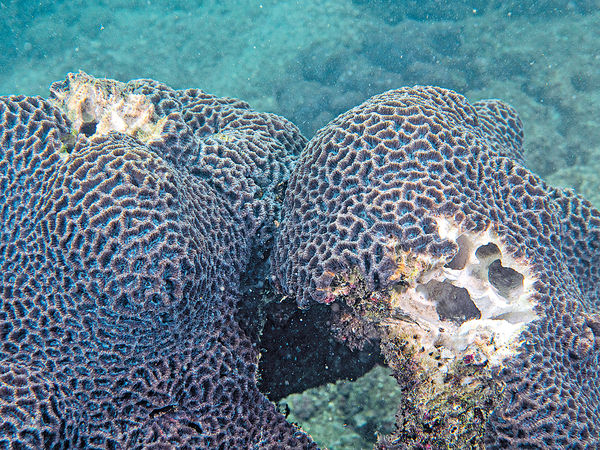 港潛水員年均觸碰20萬次 或損珊瑚結構