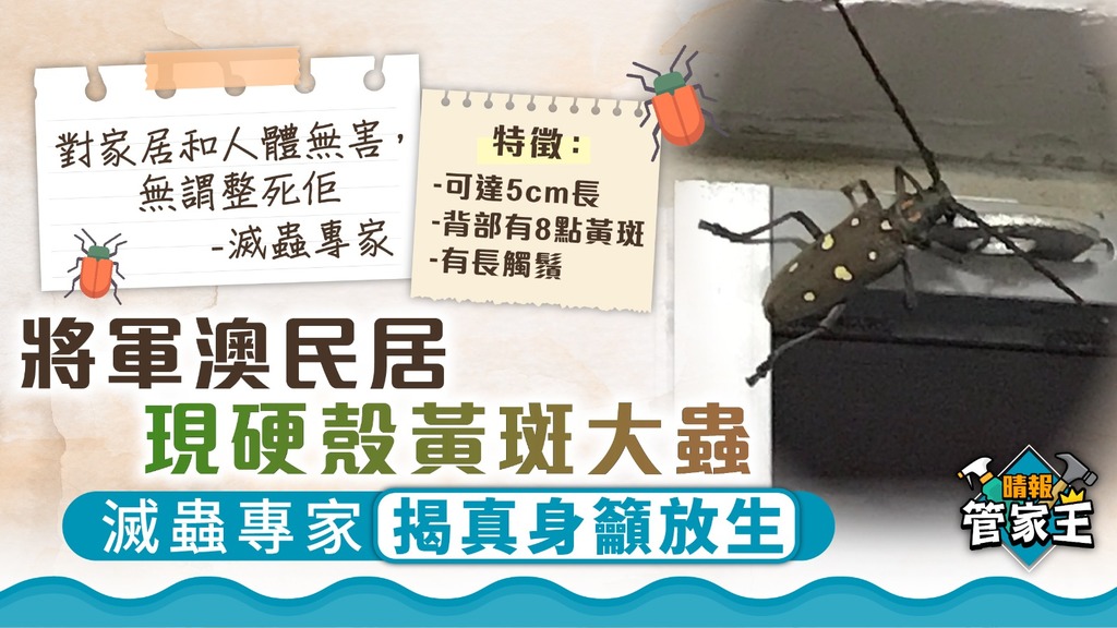 管家王︳將軍澳民居現硬殼黃斑大蟲 滅蟲專家揭真身籲放生