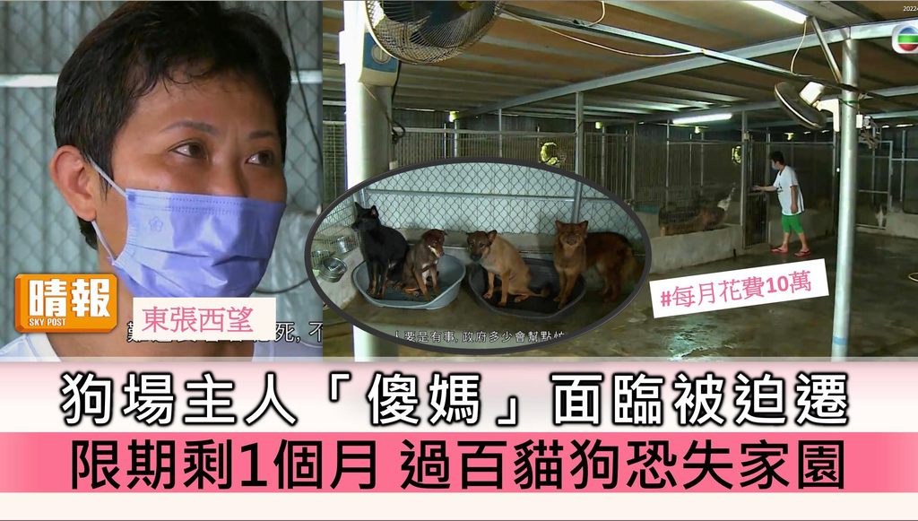 東張西望丨狗場主人「傻媽」面臨被迫遷 限期剩1個月 過百隻貓狗恐失家園 