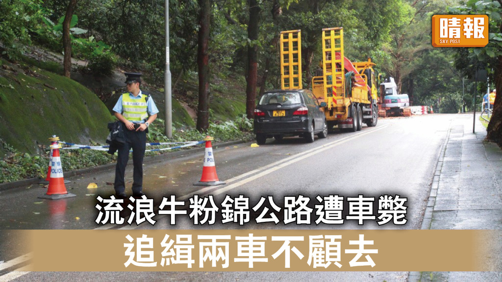 動物權益｜流浪牛粉錦公路遭車撞斃 警追緝不顧而去兩車