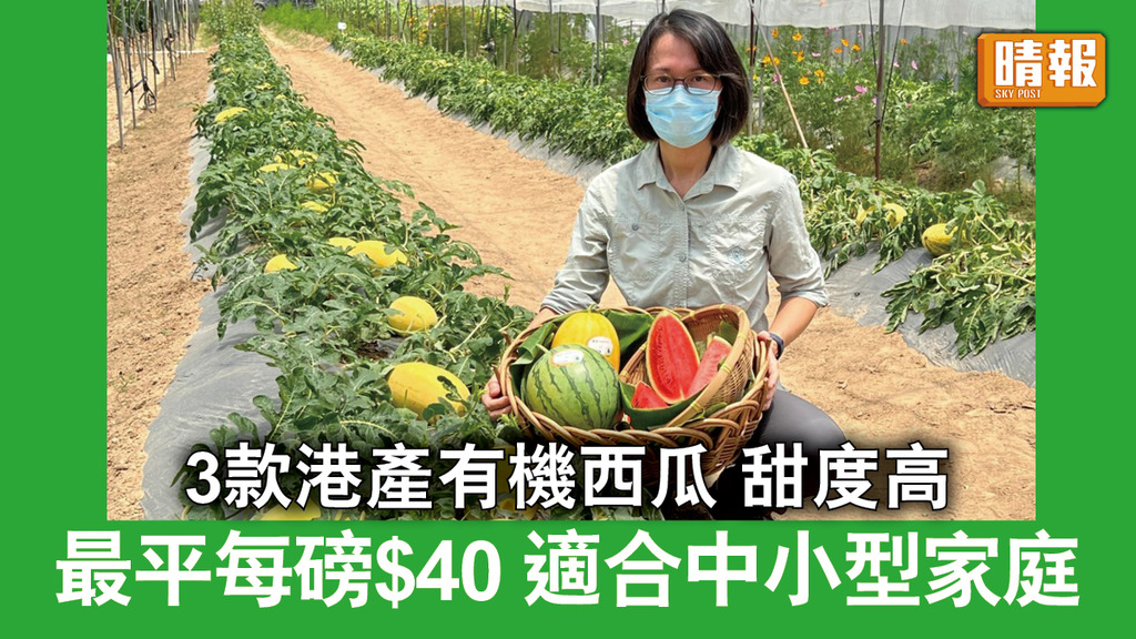 本土農業｜3款港產有機西瓜 甜度高 最平每磅$40 適合中小型家庭