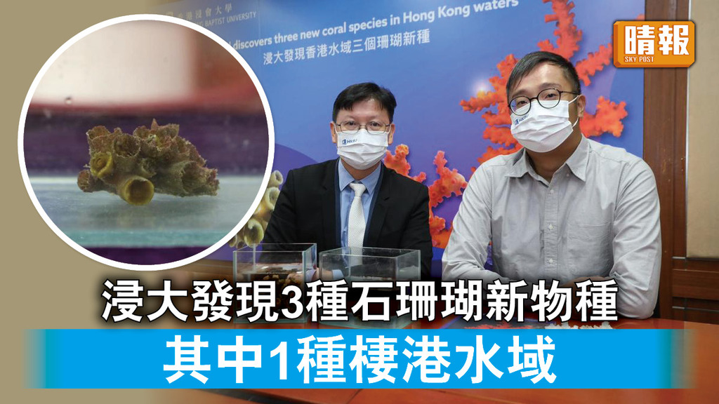 香港珊瑚｜浸大發現3種石珊瑚新物種 其中1種只棲息港水域