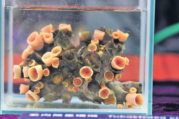 綠壁筒星珊瑚或全球獨有 3石珊瑚新物種首現香江