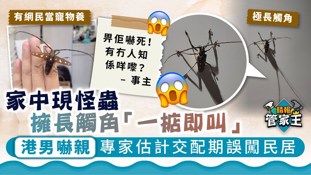 管家王 ︳港男家中現怪蟲擁長觸角「一掂即叫」 專家估計交配期誤闖民居