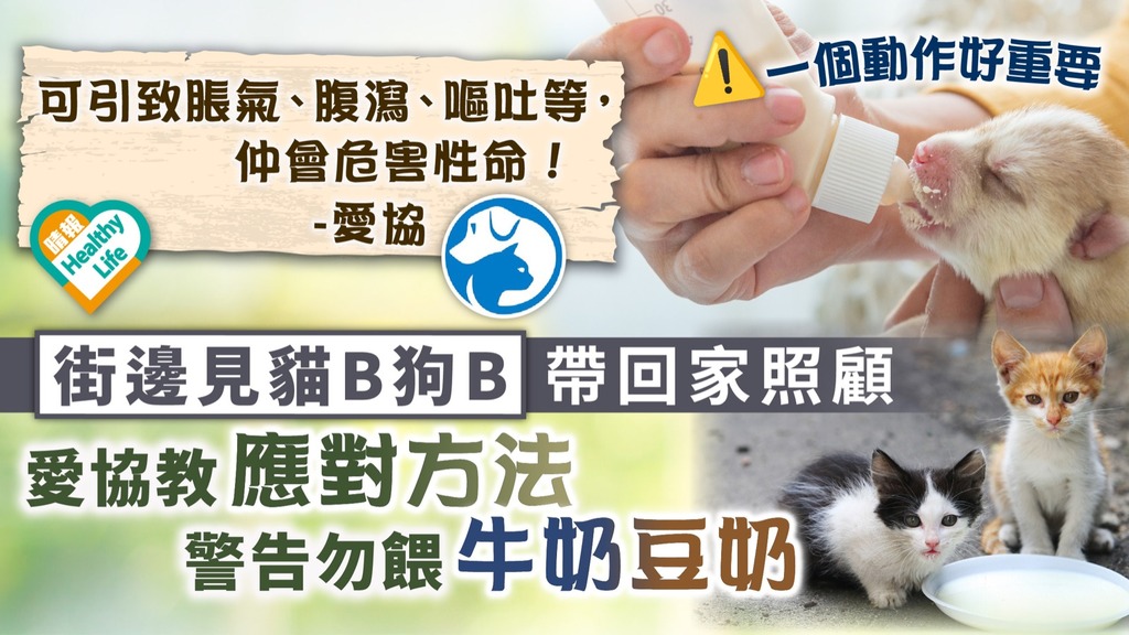 愛協提醒︳街邊見貓B狗B帶回家照顧 愛協教應對方法 警告勿餵牛奶豆奶