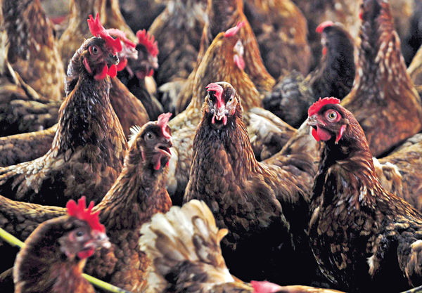 新型H5N1禽流感 內地研究：起源歐洲