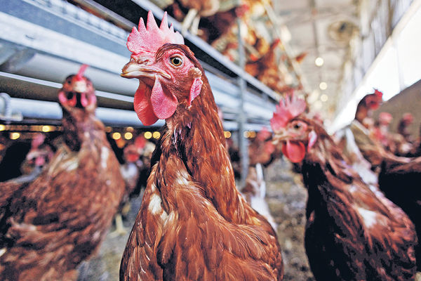 城大研發技術辨識雞啼求救 改善商業養殖