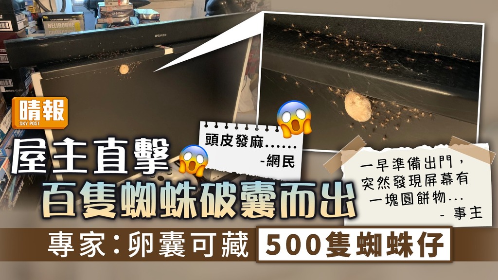 益蟲入屋 ︳屋主直擊百隻蜘蛛破囊而出 專家：卵囊可藏500隻蜘蛛仔