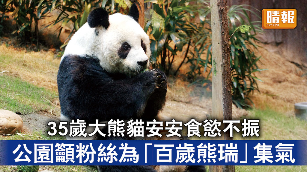 海洋公園｜ 35歲大熊貓安安食慾不振 公園籲粉絲為「百歲熊瑞」集氣 