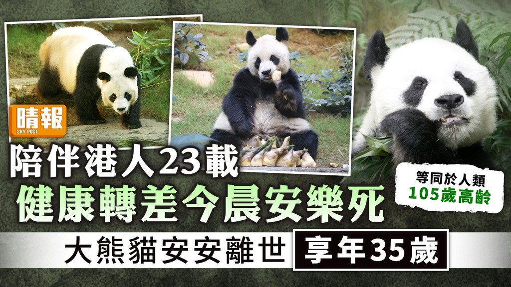 安安離世 ︳大熊貓安安離世享年35歲 海洋公園：安樂死免於痛苦 
