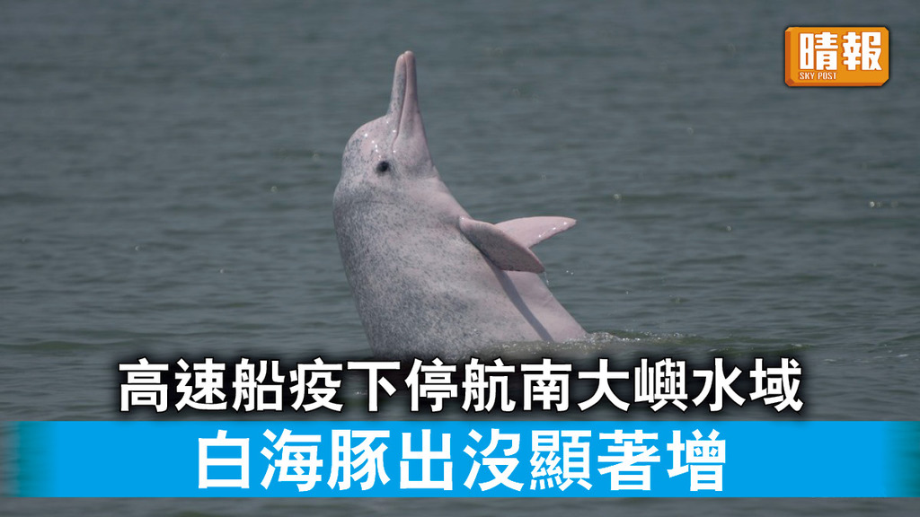 自然生態｜高速船疫下停航南大嶼水域 白海豚出沒顯著增 環團倡航綫南移減影響