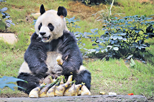 安安，再見！ 陪伴港人23載 市民淚別