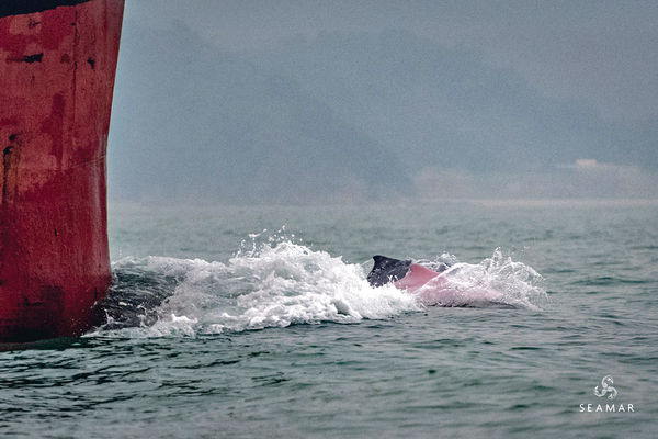 疫下停航白海豚南大嶼活動急增 環團倡跨境船限速移航道