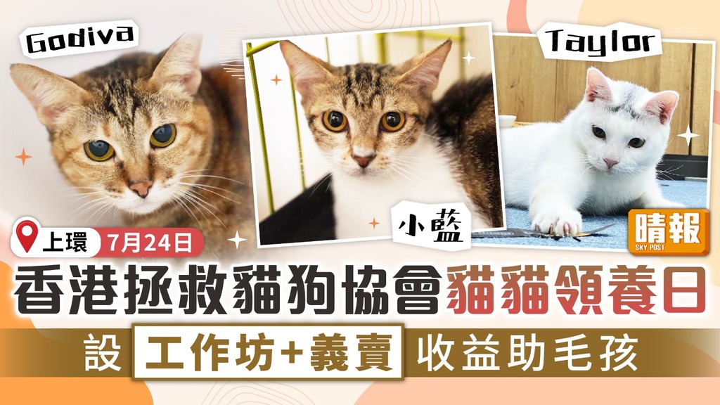 領養代替購買︳香港拯救貓狗協會貓貓領養日 設工作坊+義賣收益助毛孩