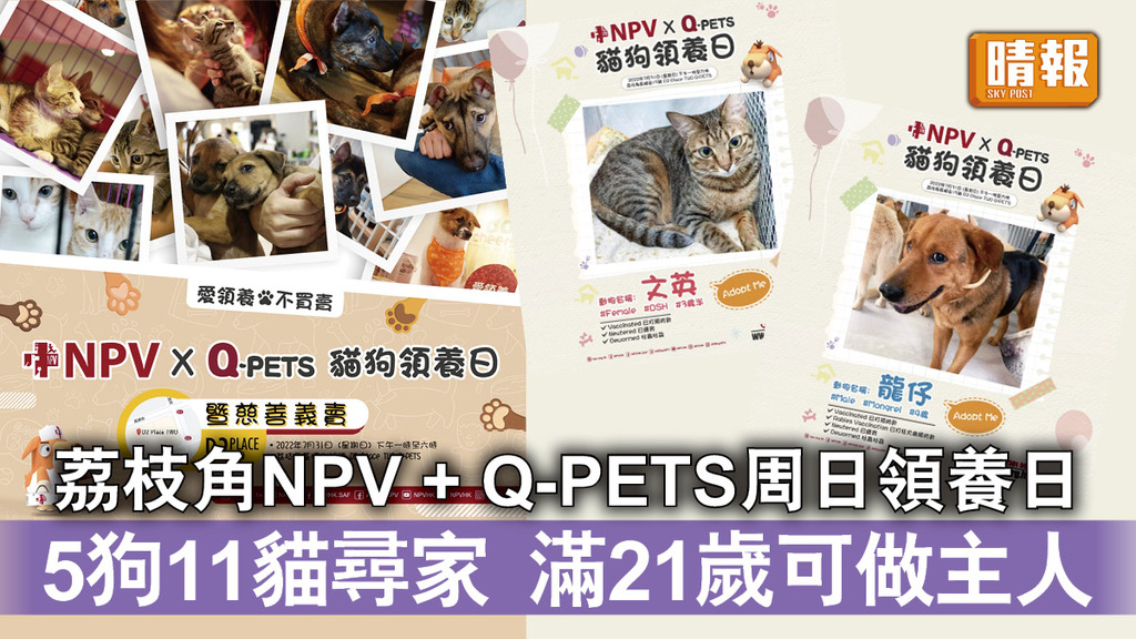 支持領養︳荔枝角NPV + Q-PETS周日領養日 5狗11貓尋家 滿21歲可做主人