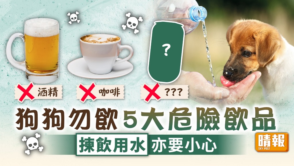 寵物飲食︳狗狗勿飲5大危險飲品 揀飲用水亦要小心