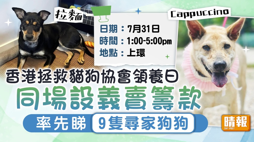 領養代替購買︳香港拯救貓狗協會領養日 同場設義賣籌款 率先睇9隻尋家狗狗