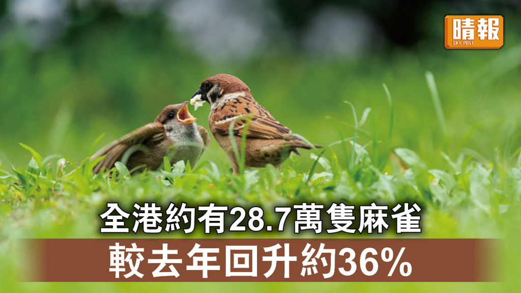 自然生態｜觀鳥會推算全港約有28.7萬隻麻雀 較去年回升約36%