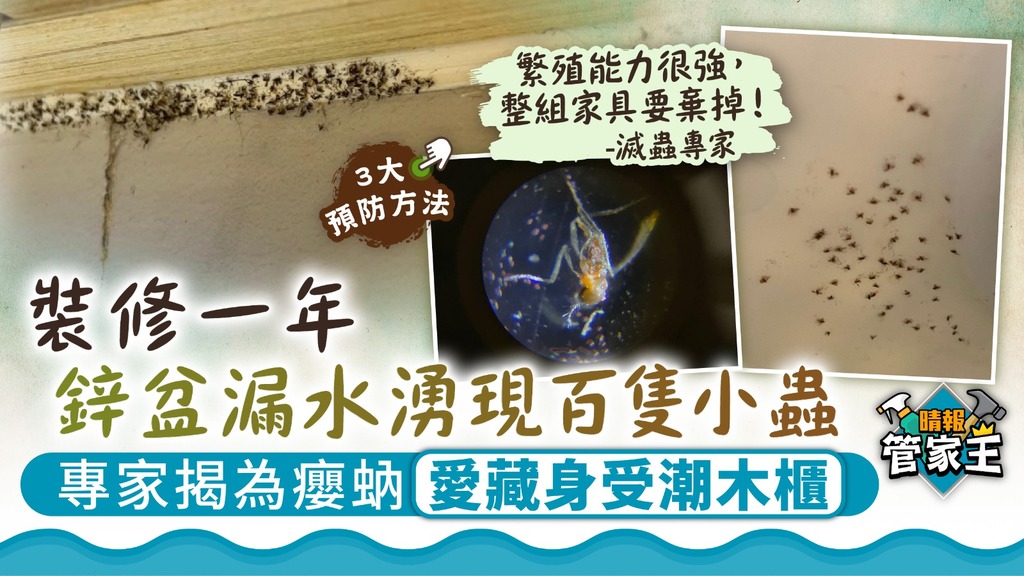 管家王 ︳裝修一年鋅盆漏水湧現百隻小蟲 專家揭為癭蚋愛藏身受潮木櫃
