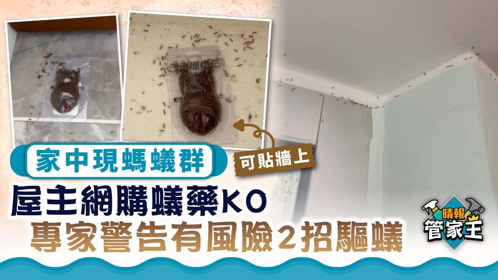 螞蟻入屋 ︳家中現螞蟻群屋主網購蟻藥KO 專家警告有風險教2招驅蟻