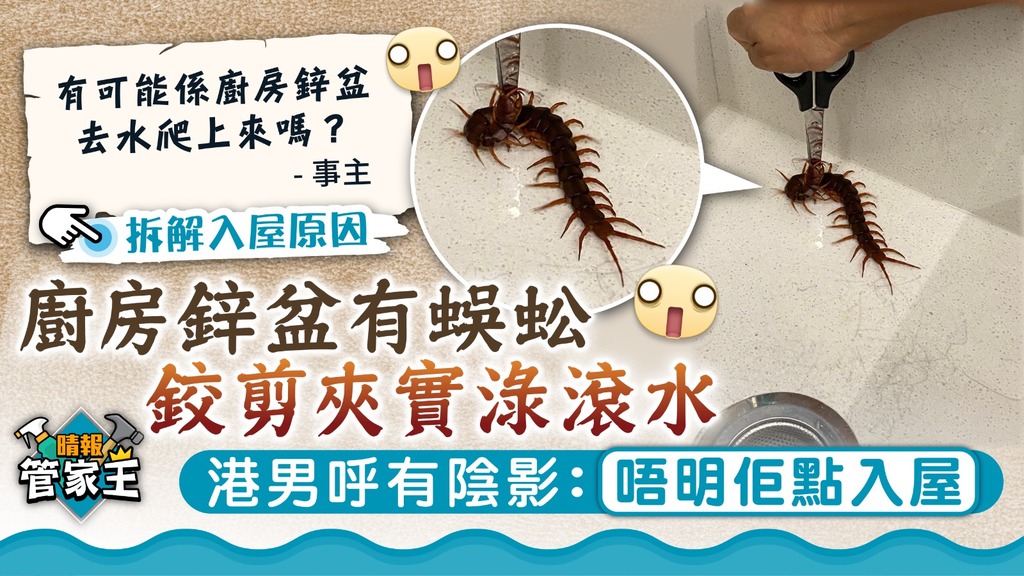 管家王 ︳廚房鋅盆有蜈蚣 港男鉸剪夾實淥滾水：唔明佢點入屋【專家拆解】