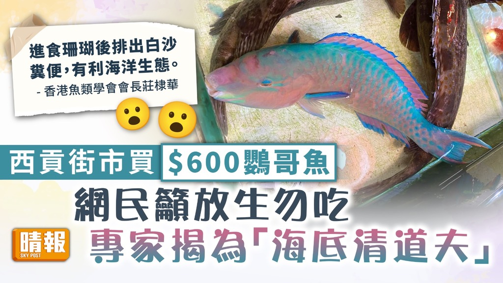 街市買餸 ︳西貢街市買$600鸚哥魚 網民籲放生勿吃 專家揭為「海底清道夫」