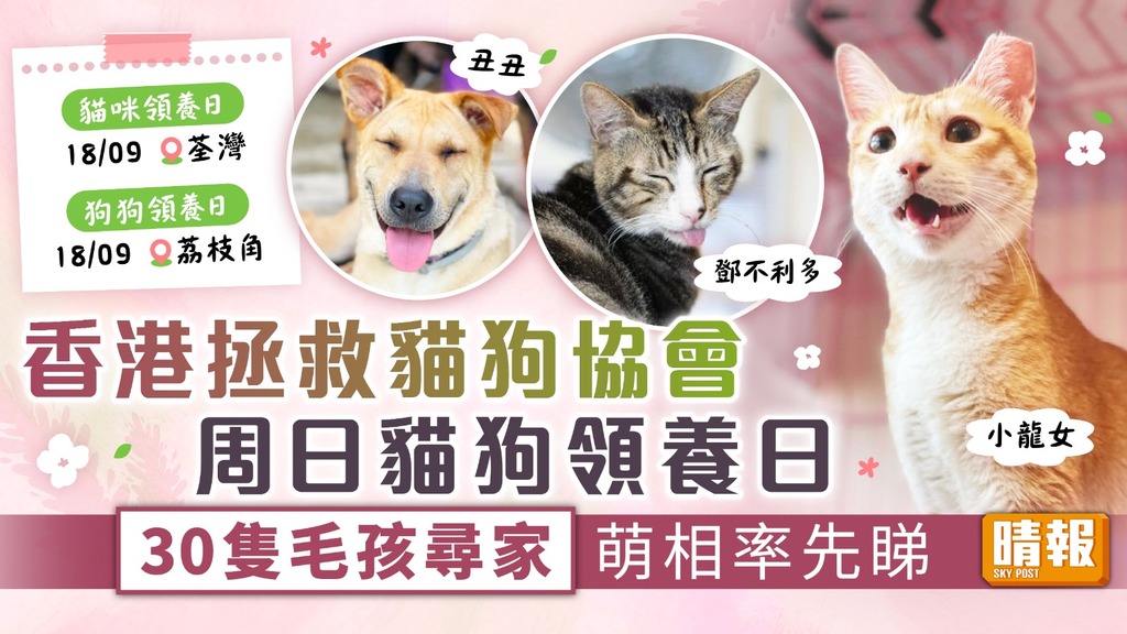 領養代替購買︳香港拯救貓狗協會貓狗領養日 30隻毛孩尋家萌相率先睇
