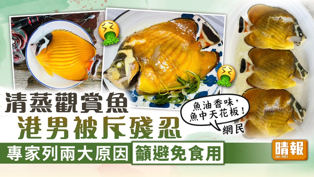 保護魚類 ︳港男清蒸觀賞魚被斥殘忍 專家列兩大原因籲避免食用
