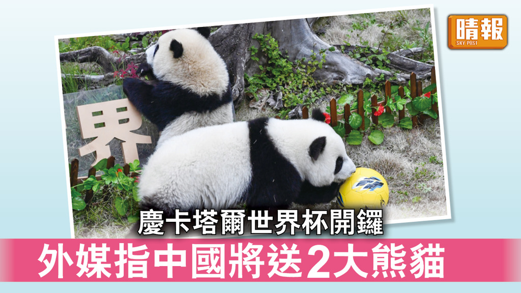 世界杯2022｜外媒指中國將向卡塔爾送2大熊貓 慶祝世界杯開鑼
