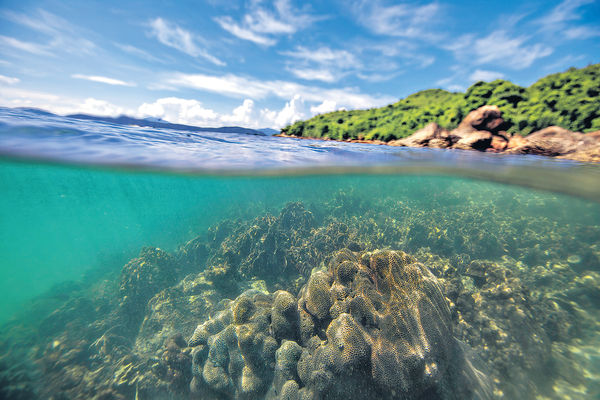 保育海洋生態 重建深水灣珊瑚礁
