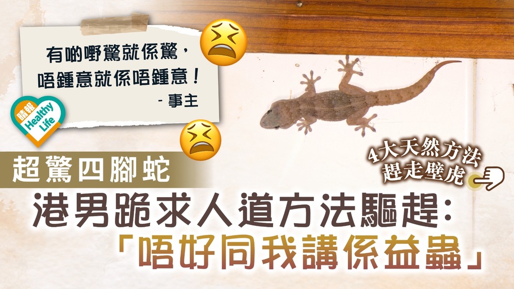 壁虎入屋 ︳港男超驚四腳蛇 跪求人道方法驅趕：唔好同我講係益蟲【附4大天然驅趕方法】
